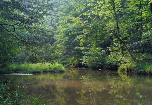 Sheltowee Trace, north of Red River Gorge